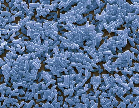 Bacillus subtilis .